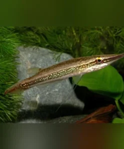 Green Marble Crocodile Pike