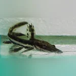 Tiger Shovelnose Catfish