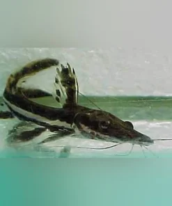 Tiger Shovelnose Catfish