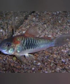 Red Sailfin Cory