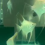 Bulgarian Seal Point Angelfish