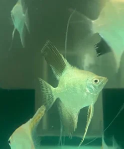 Bulgarian Seal Point Angelfish