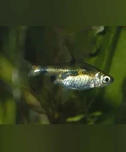 Gold Clown Barb