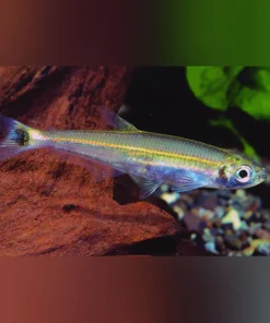 Slender Tetra