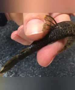 L-244 Orange Dumus Pleco