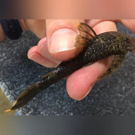L-244 Orange Dumus Pleco