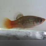 Fire and Ice Platy