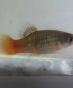Fire and Ice Platy