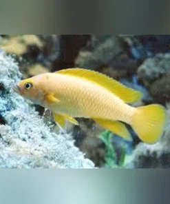Longior Cichlid