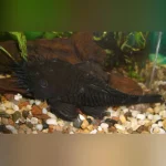 L-34 Medusa Pleco