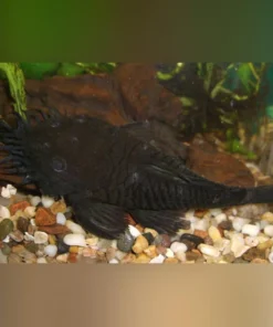 L-34 Medusa Pleco