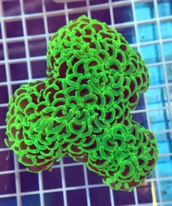 Green Hammer Coral