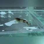 Bumblebee Shrimp