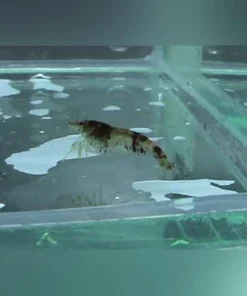 Bumblebee Shrimp