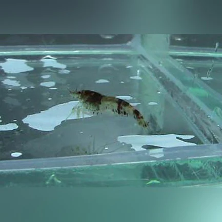 Bumblebee Shrimp
