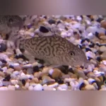 Reticulated Cory