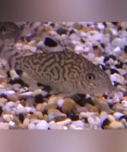 Reticulated Cory