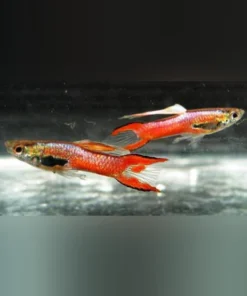 Shocking Pink Endler - Male