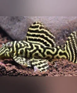 L-340 Megaclown Pleco