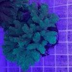 Green Metallic Torch Coral