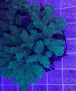 Green Metallic Torch Coral