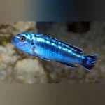 Maingano Electric Blue Cichlid