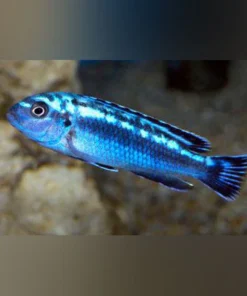 Maingano Electric Blue Cichlid
