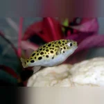 Green Spotted Puffer
