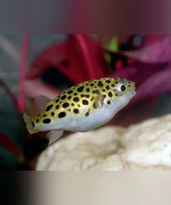 Green Spotted Puffer