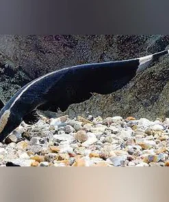 Black Ghost Knifefish