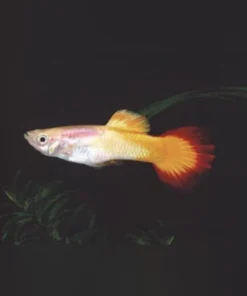Tequila Sunrise Guppy (Pair)