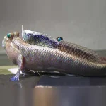Indian Mudskipper