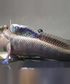 Indian Mudskipper