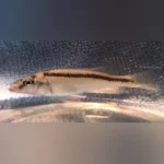 Malawi Trout