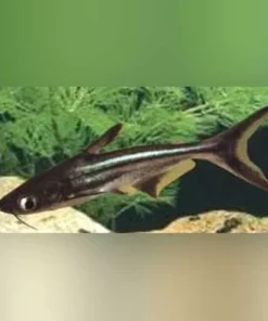 Iridescent Shark