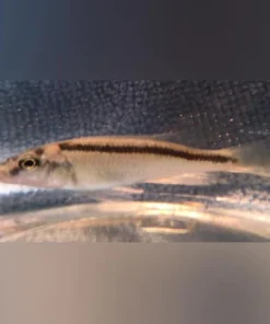 Malawi Trout