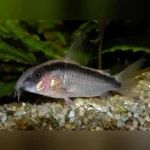 Skunk Cory