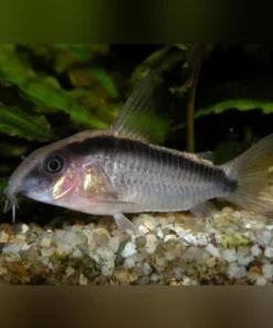 Skunk Cory
