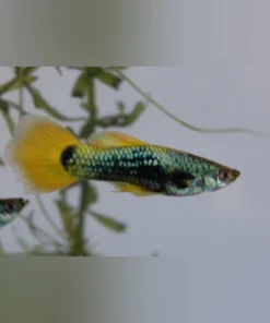 Yellow Tux Guppy (Pair)