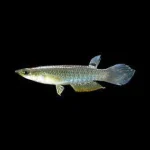 Blue Panchax Killifish