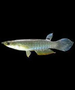 Blue Panchax Killifish