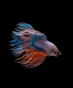 Crowntail Betta