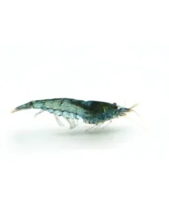 Blue Velvet Shrimp