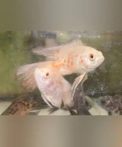 Albino Tiger Oscar Long Fin