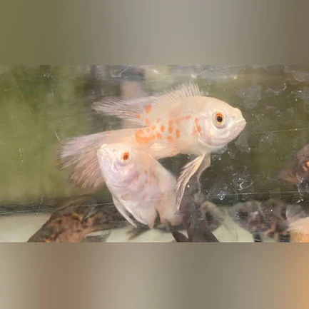 Albino Tiger Oscar Long Fin