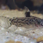 Aspidoras Catfish