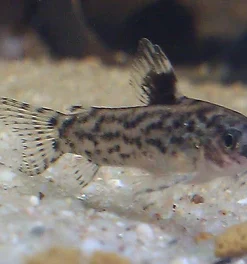 Aspidoras Catfish