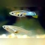 Feeder Guppies 50 pack