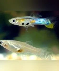 Feeder Guppies 50 pack