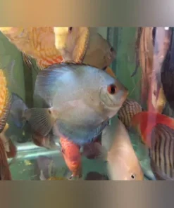 Diamond Blue Discus